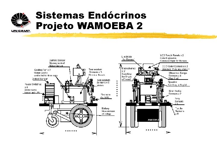 Sistemas Endócrinos Projeto WAMOEBA 2 