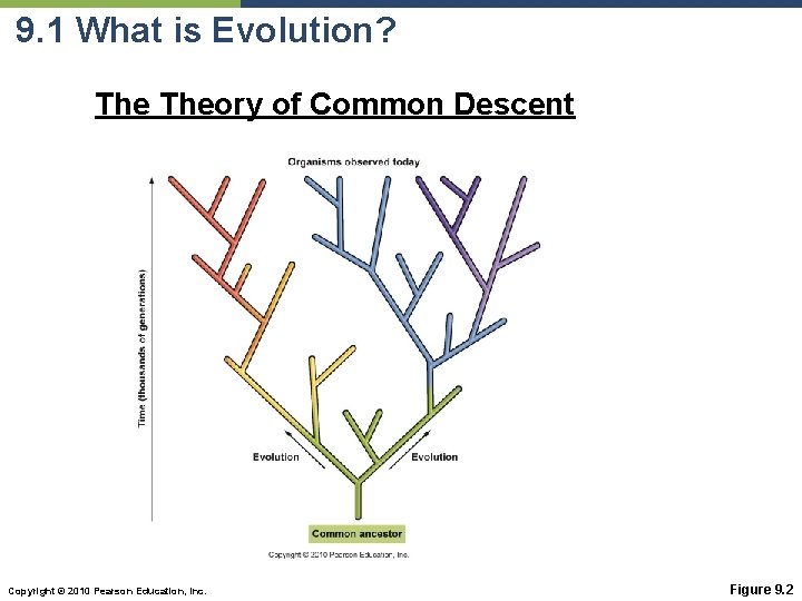 9. 1 What is Evolution? Theory of Common Descent Copyright © 2010 Pearson Education,