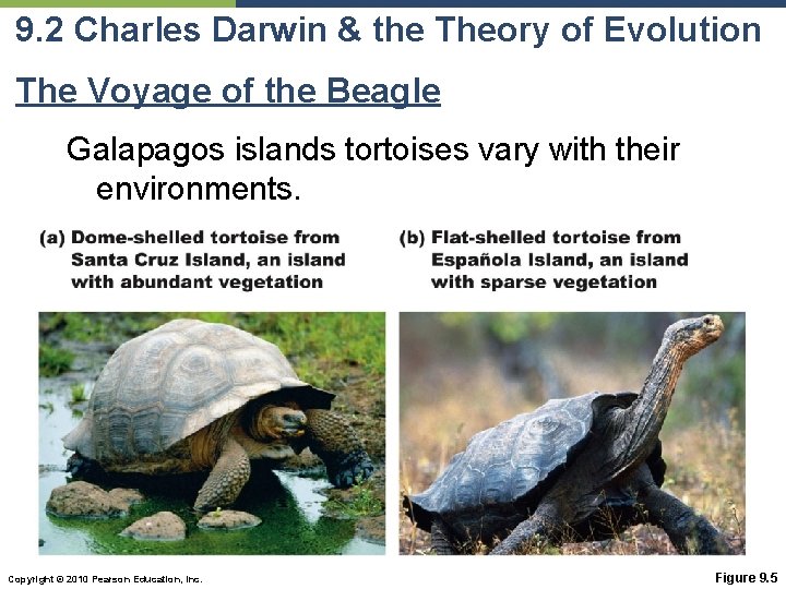 9. 2 Charles Darwin & the Theory of Evolution The Voyage of the Beagle