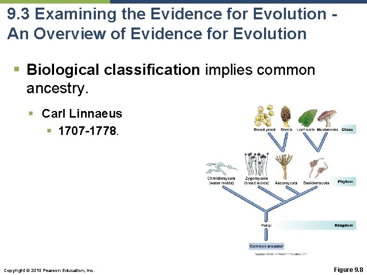 9. 3 Examining the Evidence for Evolution An Overview of Evidence for Evolution §