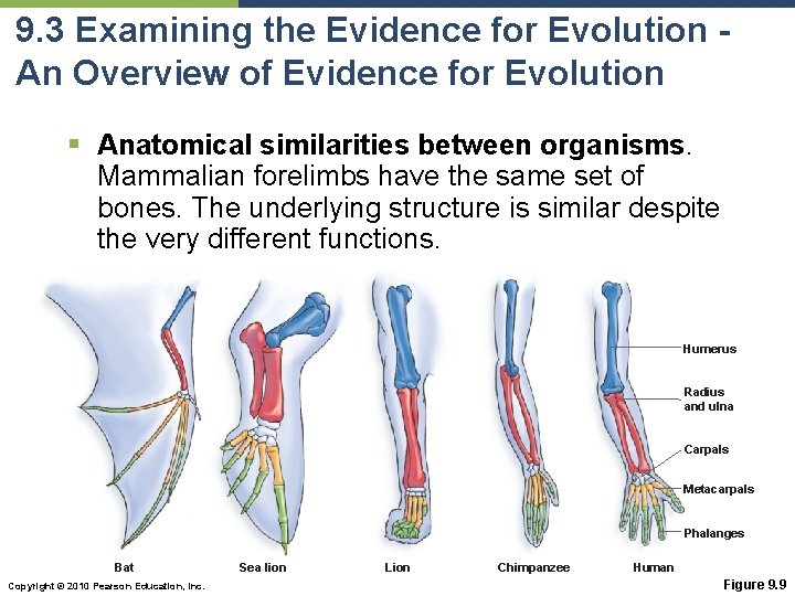 9. 3 Examining the Evidence for Evolution An Overview of Evidence for Evolution §