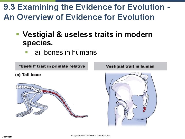 9. 3 Examining the Evidence for Evolution An Overview of Evidence for Evolution §