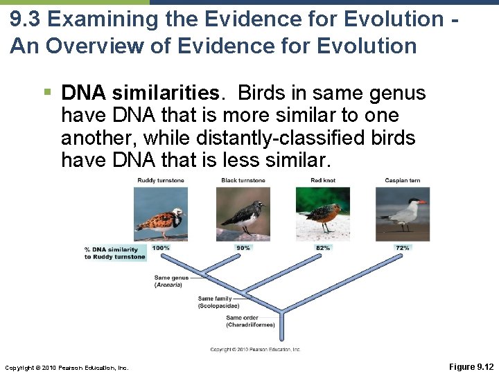9. 3 Examining the Evidence for Evolution An Overview of Evidence for Evolution §