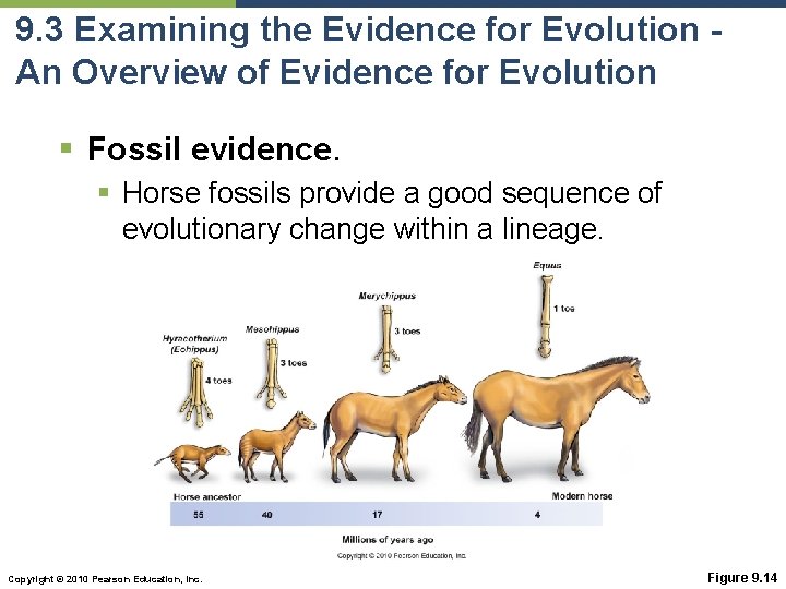 9. 3 Examining the Evidence for Evolution An Overview of Evidence for Evolution §