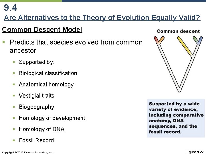 9. 4 Are Alternatives to the Theory of Evolution Equally Valid? Common Descent Model