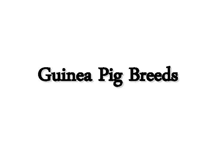 Guinea Pig Breeds 