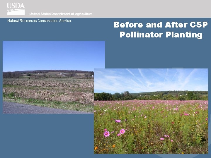 Natural Resources Conservation Service Before and After CSP Pollinator Planting 