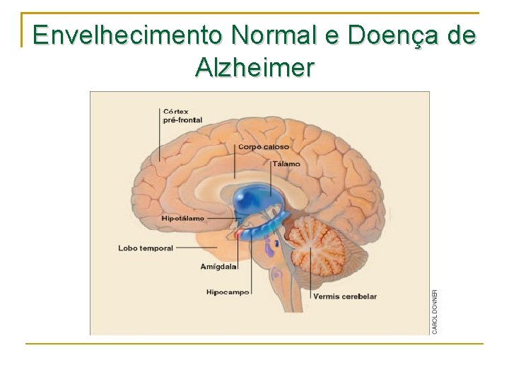 Envelhecimento Normal e Doença de Alzheimer 