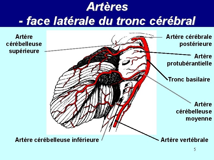 Artères - face latérale du tronc cérébral Artère cérébelleuse supérieure Artère cérébrale postérieure Artère