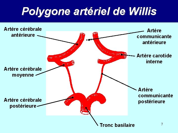 Polygone artériel de Willis Artère cérébrale antérieure Artère communicante antérieure Artère carotide interne Artère