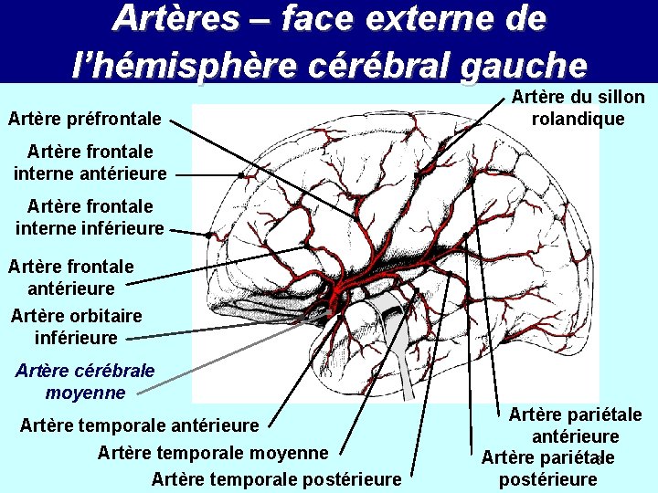 Artères – face externe de l’hémisphère cérébral gauche Artère préfrontale Artère du sillon rolandique