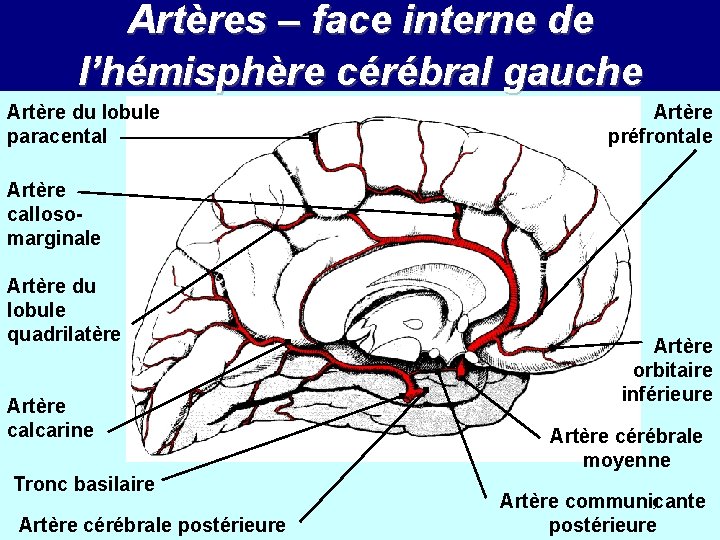 Artères – face interne de l’hémisphère cérébral gauche Artère du lobule paracental Artère préfrontale