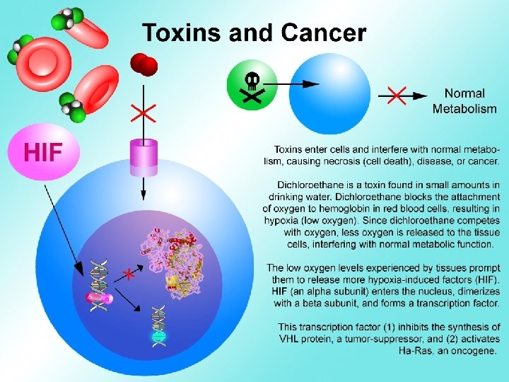 The Microenvironment Stem Cells and Cancer Microenvironment Signaling