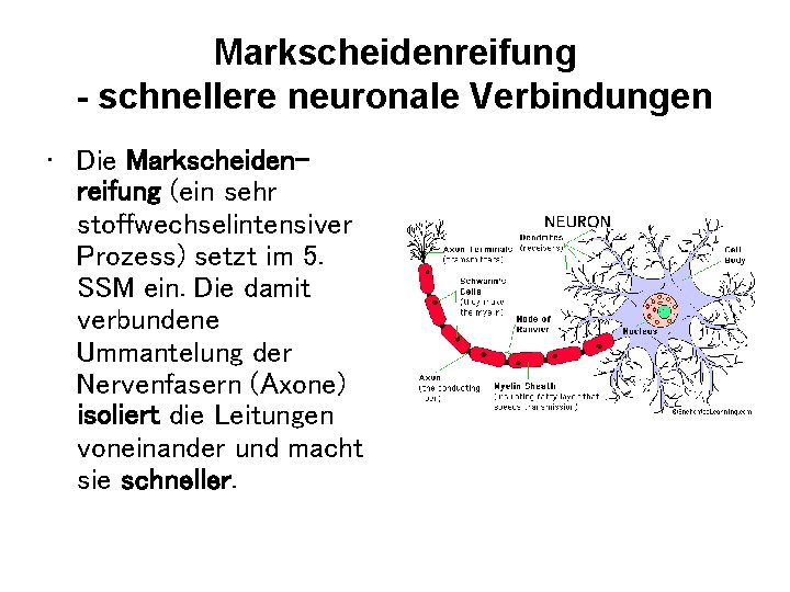 Markscheidenreifung - schnellere neuronale Verbindungen • Die Markscheidenreifung (ein sehr stoffwechselintensiver Prozess) setzt im