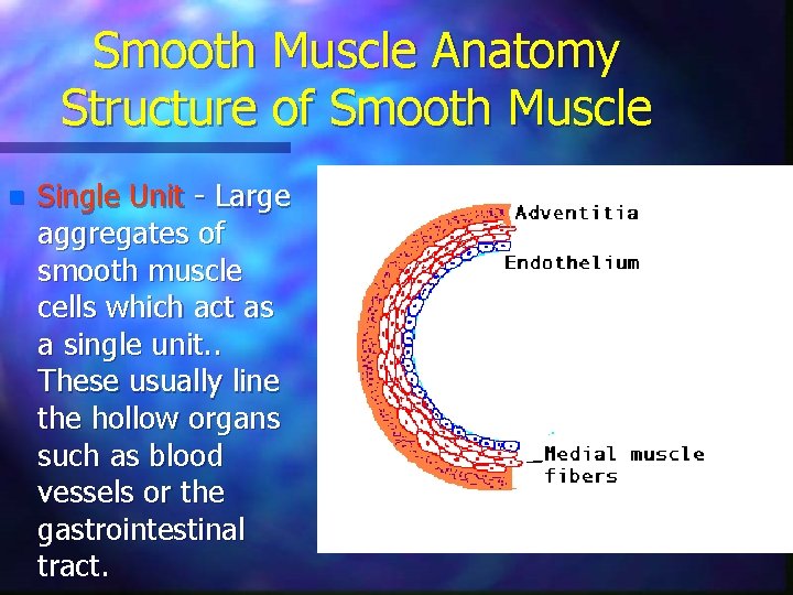 Smooth Muscle Anatomy Structure of Smooth Muscle n Single Unit - Large aggregates of Smooth Muscle Anatomy Structure of Smooth Muscle n Single Unit - Large aggregates of