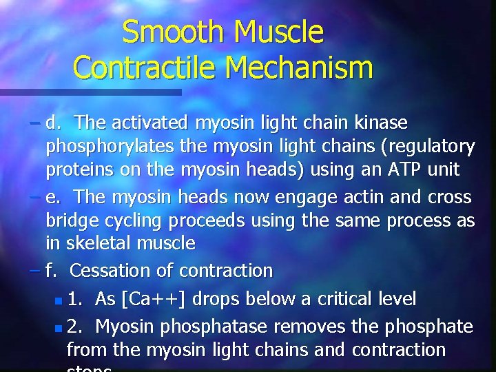 Smooth Muscle Contractile Mechanism – d. The activated myosin light chain kinase phosphorylates the
