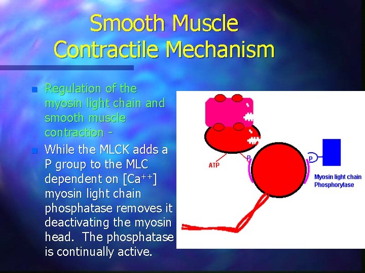 Smooth Muscle Contractile Mechanism n n Regulation of the myosin light chain and smooth Smooth Muscle Contractile Mechanism n n Regulation of the myosin light chain and smooth