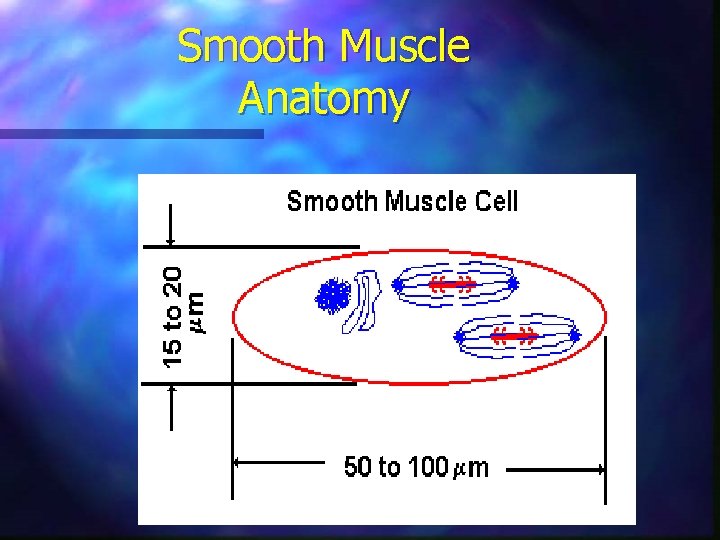 Smooth Muscle Anatomy 