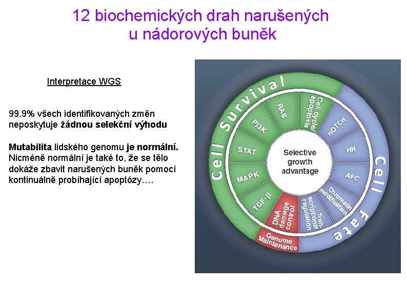 12 biochemických drah narušených u nádorových buněk Interpretace WGS 99. 9% všech identifikovaných změn