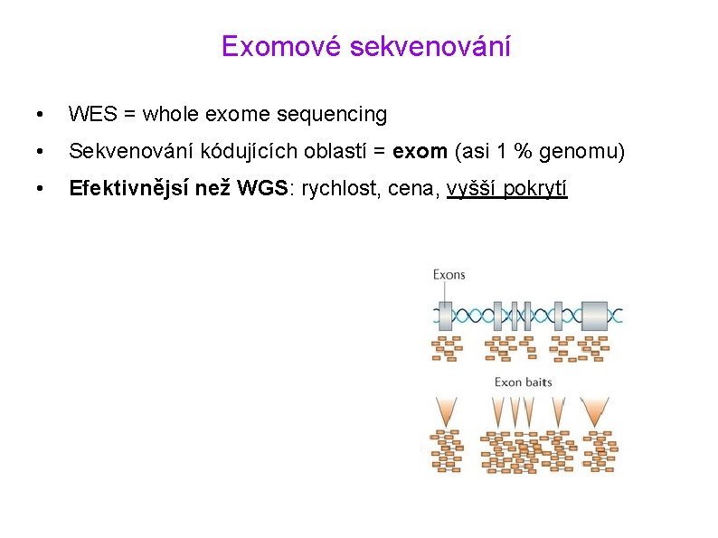 Exomové sekvenování • WES = whole exome sequencing • Sekvenování kódujících oblastí = exom