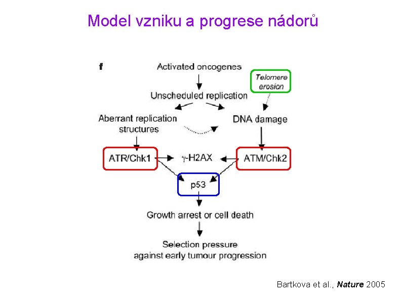 Model vzniku a progrese nádorů Bartkova et al. , Nature 2005 