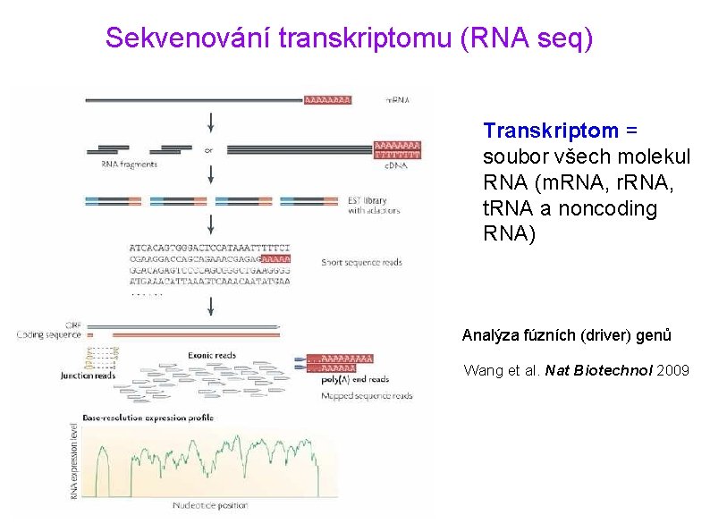 Sekvenování transkriptomu (RNA seq) Transkriptom = soubor všech molekul RNA (m. RNA, r. RNA,