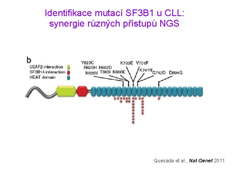 Identifikace mutací SF 3 B 1 u CLL: synergie různých přístupů NGS Quesada et