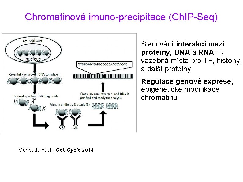 Chromatinová imuno-precipitace (Ch. IP-Seq) Mundade et al. , Cell Cycle 2014 • Sledování interakcí