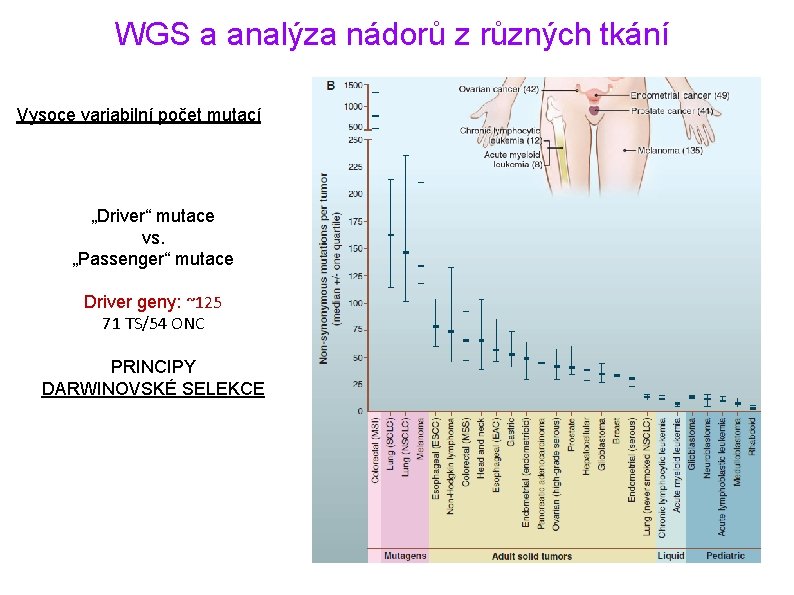 WGS a analýza nádorů z různých tkání Vysoce variabilní počet mutací „Driver“ mutace vs.