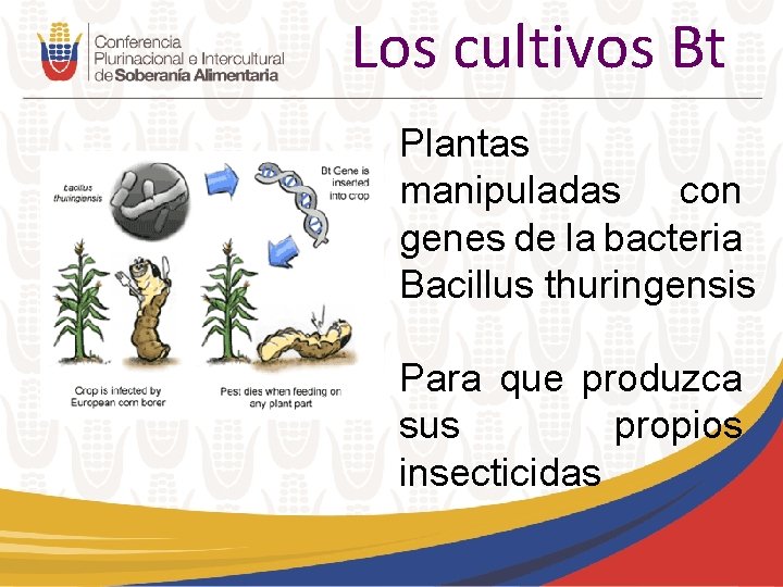 Los cultivos Bt Plantas manipuladas con genes de la bacteria Bacillus thuringensis Para que