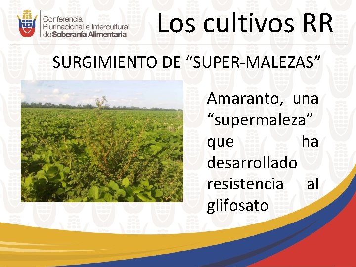 Los cultivos RR SURGIMIENTO DE “SUPER-MALEZAS” Amaranto, una “supermaleza” que ha desarrollado resistencia al