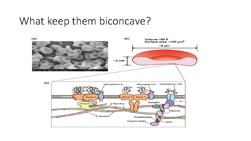 What keep them biconcave? 