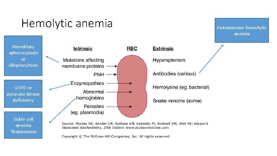 Hemolytic anemia Hereditary spherocytosis or elleptocytosis G 6 PD or pyruvate kinase deficiency Sickle