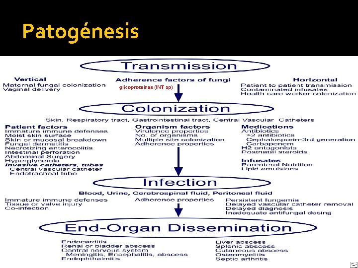 Patogénesis glicoproteinas (INT 1 p) 