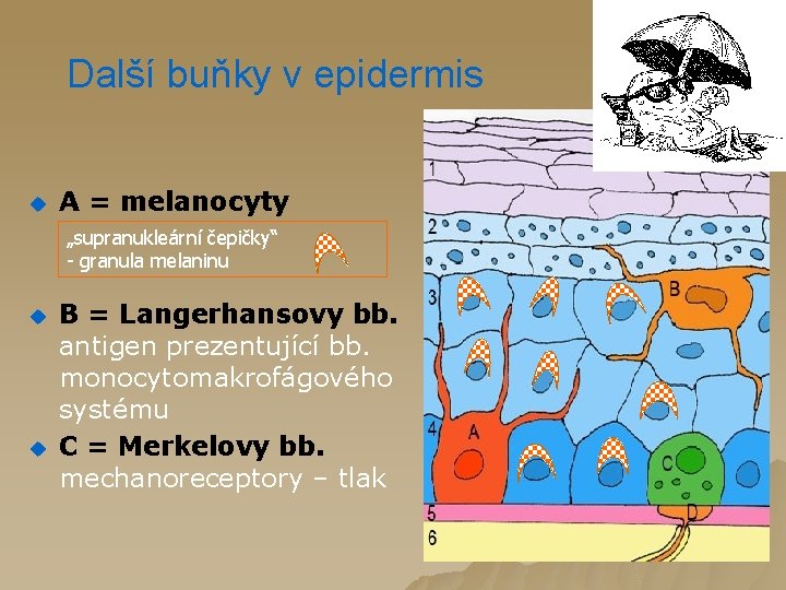 Další buňky v epidermis u A = melanocyty „supranukleární čepičky“ - granula melaninu u