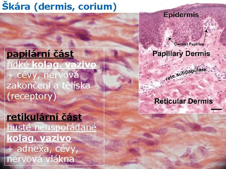 Škára (dermis, corium) papilární část řídké kolag. vazivo + cévy, nervová zakončení a tělíska