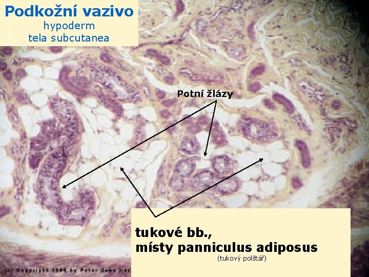 Podkožní vazivo hypoderm tela subcutanea Potní žlázy tukové bb. , místy panniculus adiposus (tukový