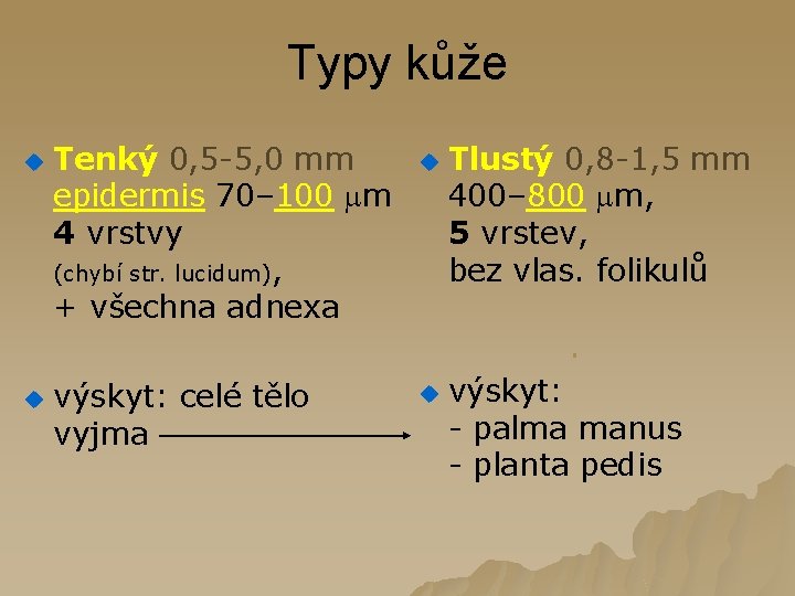 Typy kůže u Tenký 0, 5 -5, 0 mm epidermis 70– 100 m 4