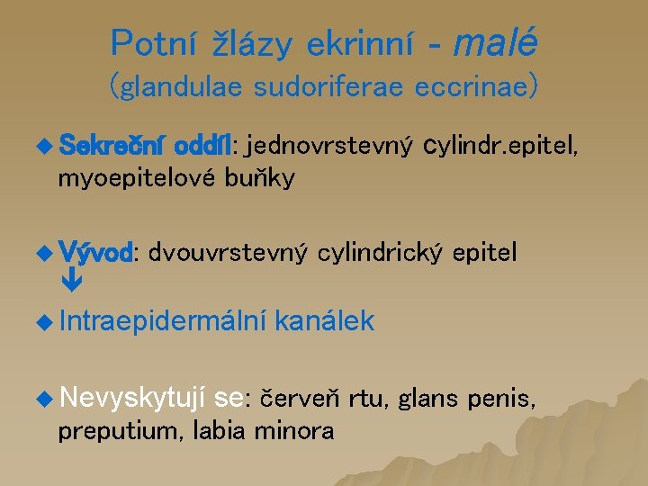 Potní žlázy ekrinní - malé (glandulae sudoriferae eccrinae) oddíl: jednovrstevný cylindr. epitel, myoepitelové buňky