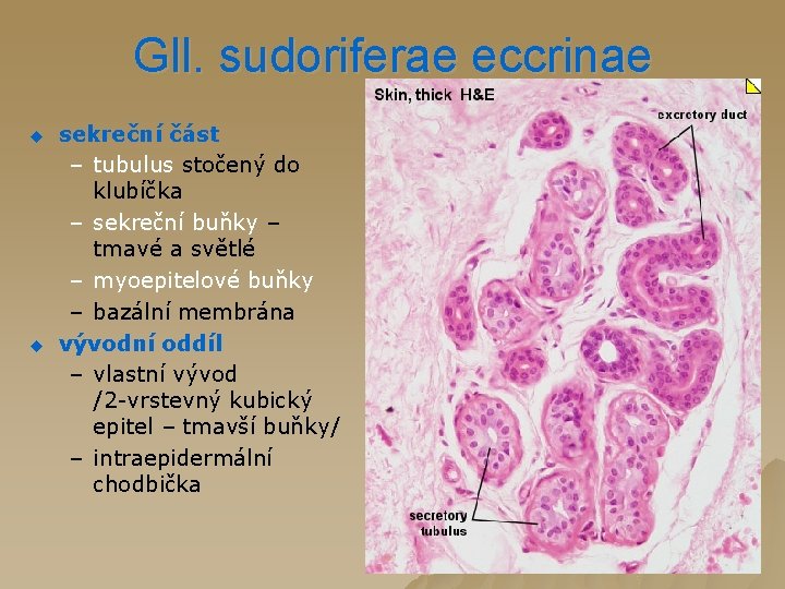 Gll. sudoriferae eccrinae u u sekreční část – tubulus stočený do klubíčka – sekreční