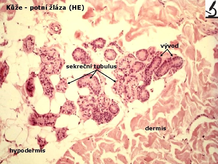 Kůže - potní žláza (HE) vývod sekreční tubulus dermis hypodermis 