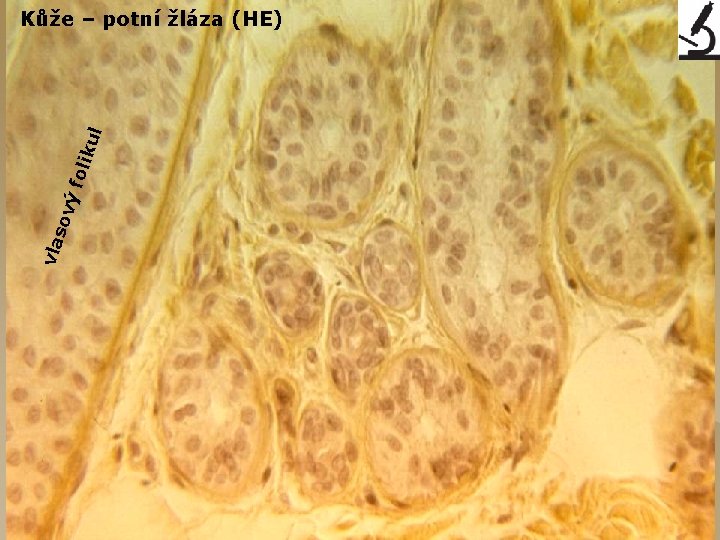 vla sov ý fo liku l Kůže – potní žláza (HE) 