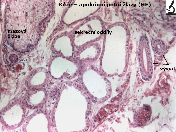 Kůže – apokrinní potní žlázy (HE) mazová žláza sekreční oddíly vývod 