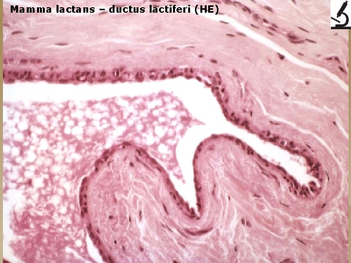 Mamma lactans – ductus lactiferi (HE) 