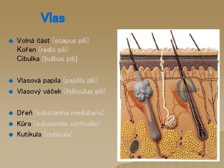 Vlas u Volná část (scapus pili) Kořen (radix pili) Cibulka (bulbus pili) u Vlasová