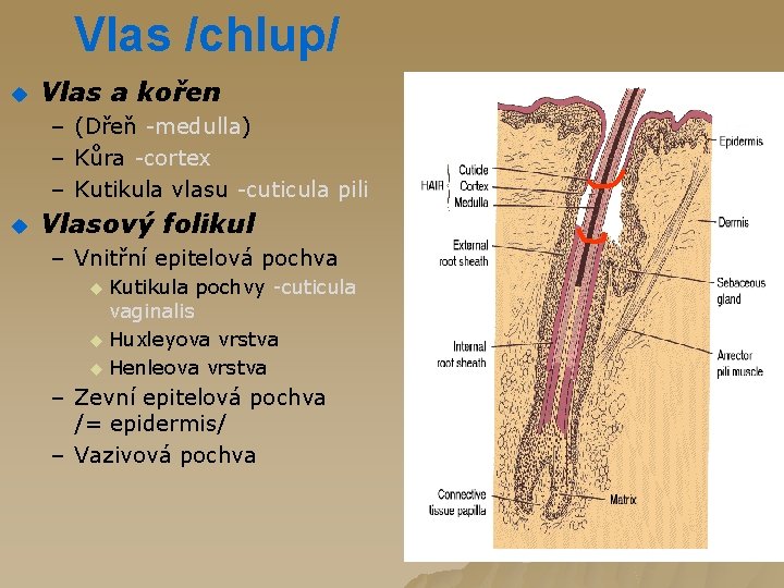 Vlas /chlup/ u Vlas a kořen – (Dřeň -medulla) – Kůra -cortex – Kutikula