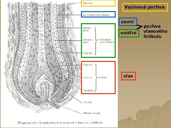 Vazivová pochva zevní vnitřní vlas pochva vlasového folikulu 