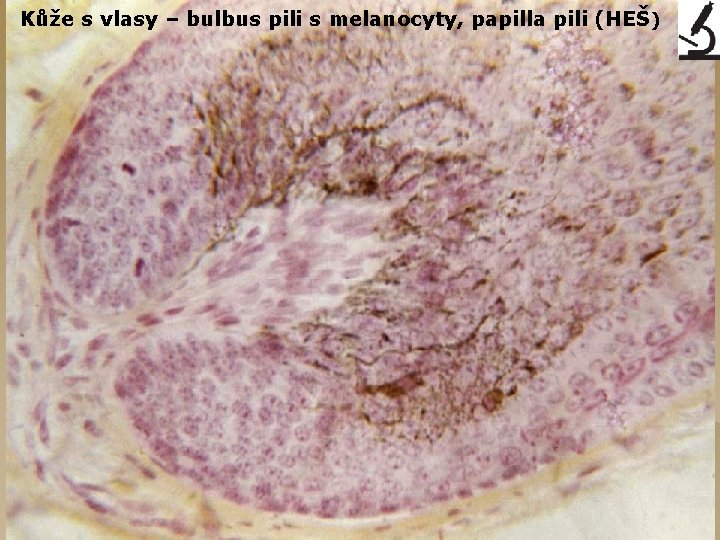 Kůže s vlasy – bulbus pili s melanocyty, papilla pili (HEŠ ) 