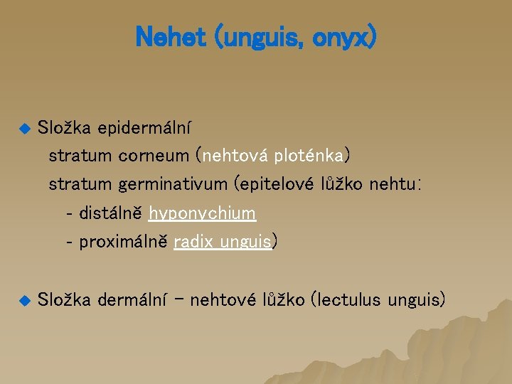 Nehet (unguis, onyx) u Složka epidermální stratum corneum (nehtová ploténka) stratum germinativum (epitelové lůžko