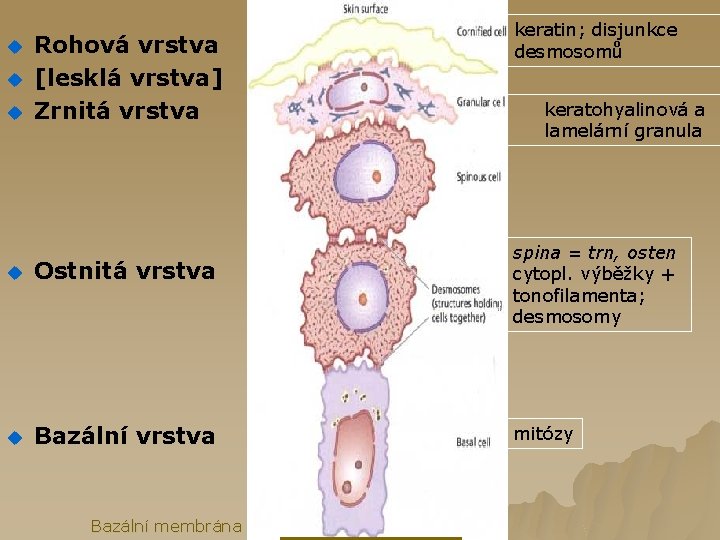 u u u Rohová vrstva [lesklá vrstva] Zrnitá vrstva u Ostnitá vrstva u Bazální